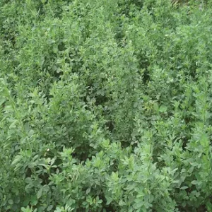 Simlaw Lucerne Aurora Seeds