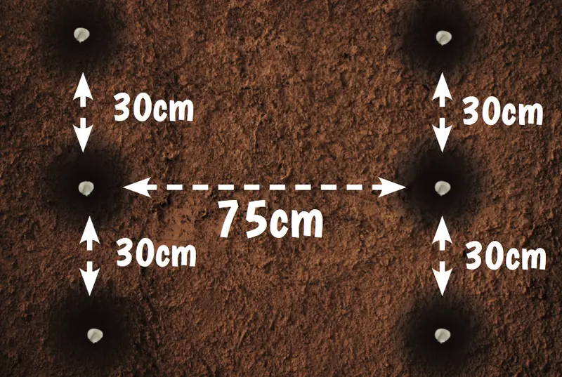 Ultimate Maize Farming Guide in Kenya: Best Practices, Seasons, and Tips 3 Illustration showing Spacing for Maize Farming