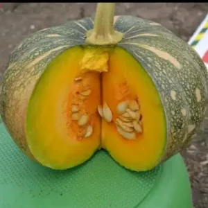 Pumpkin Gabbar F1 – Malenge Seeds