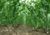 Maize plantation