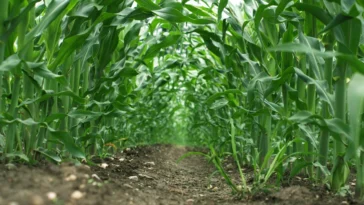 Maize plantation