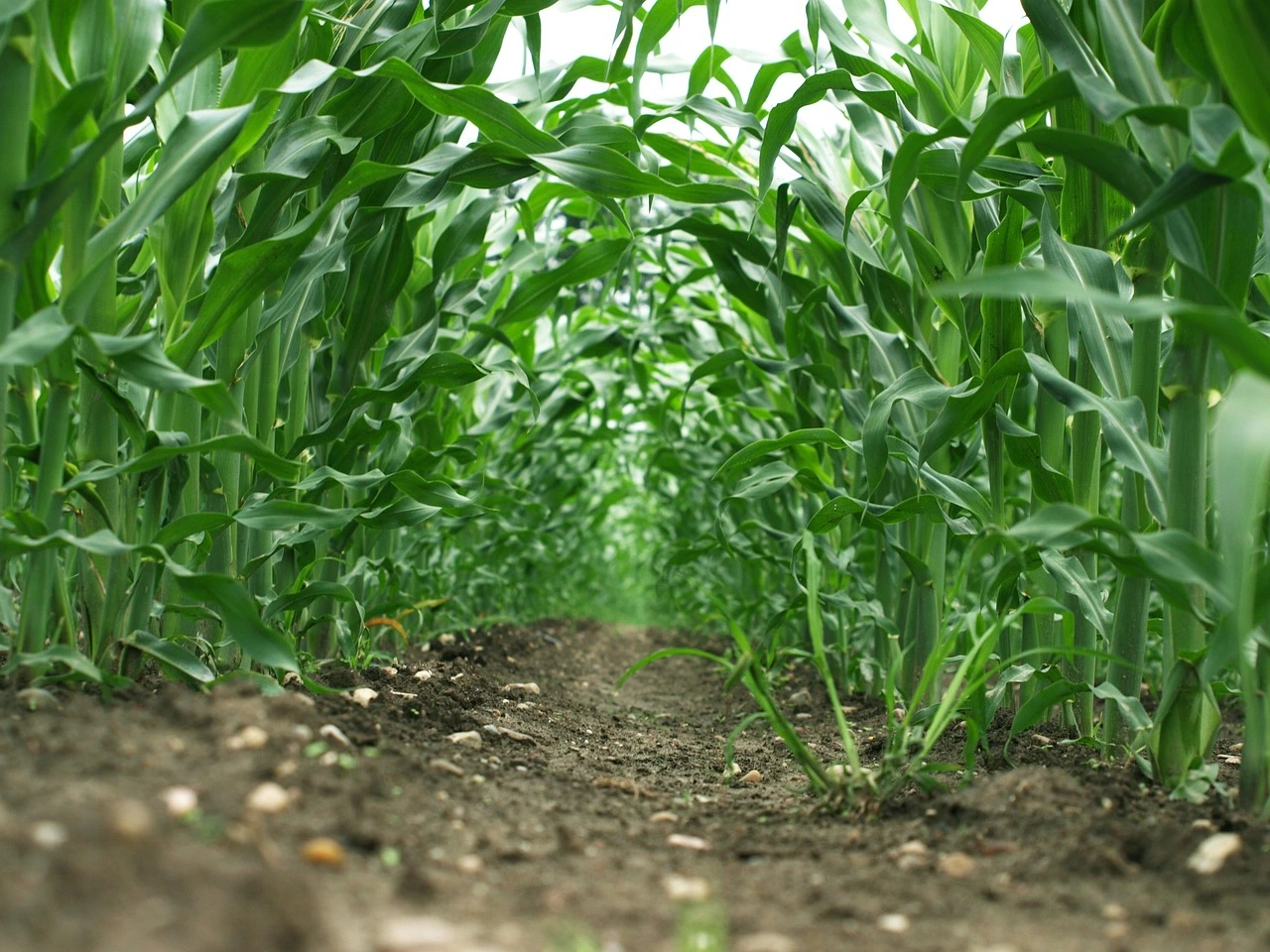 Maize plantation