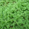 Azolla for livestock feed