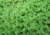 Azolla for livestock feed