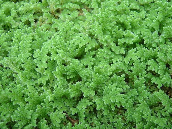 Azolla for livestock feed