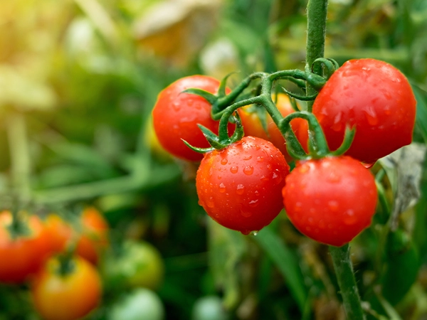 AgriPest-Tomatoes