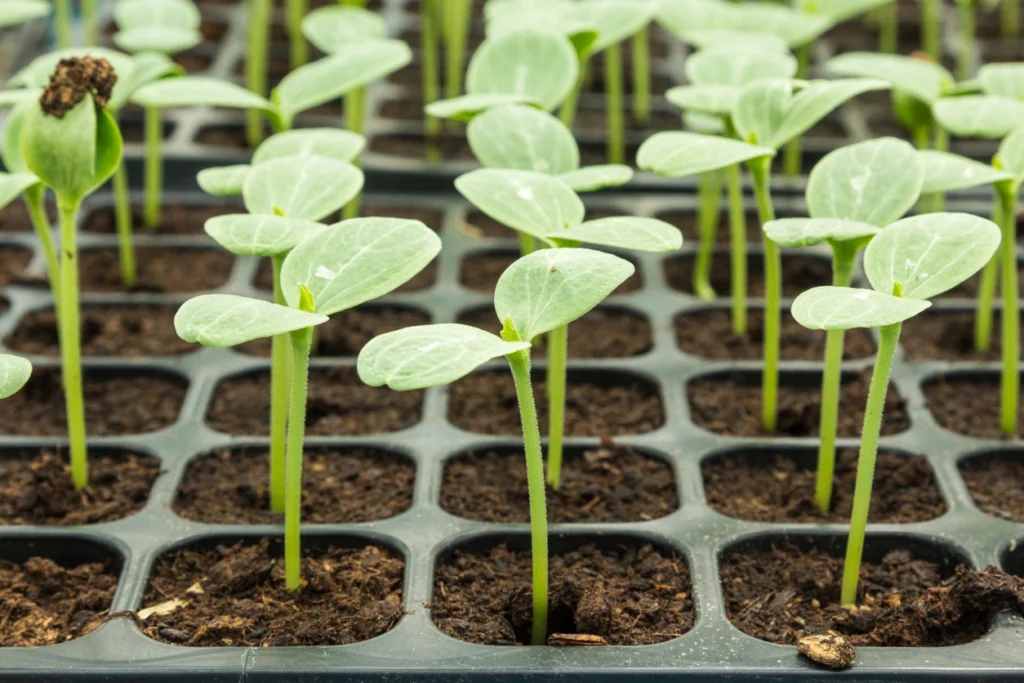 Watermelon-Seedlings