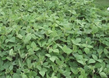 Desmodium-Green-Leaf-plants