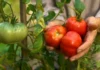tomatoes-in-the-farm