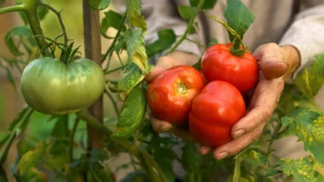 tomatoes-in-the-farm
