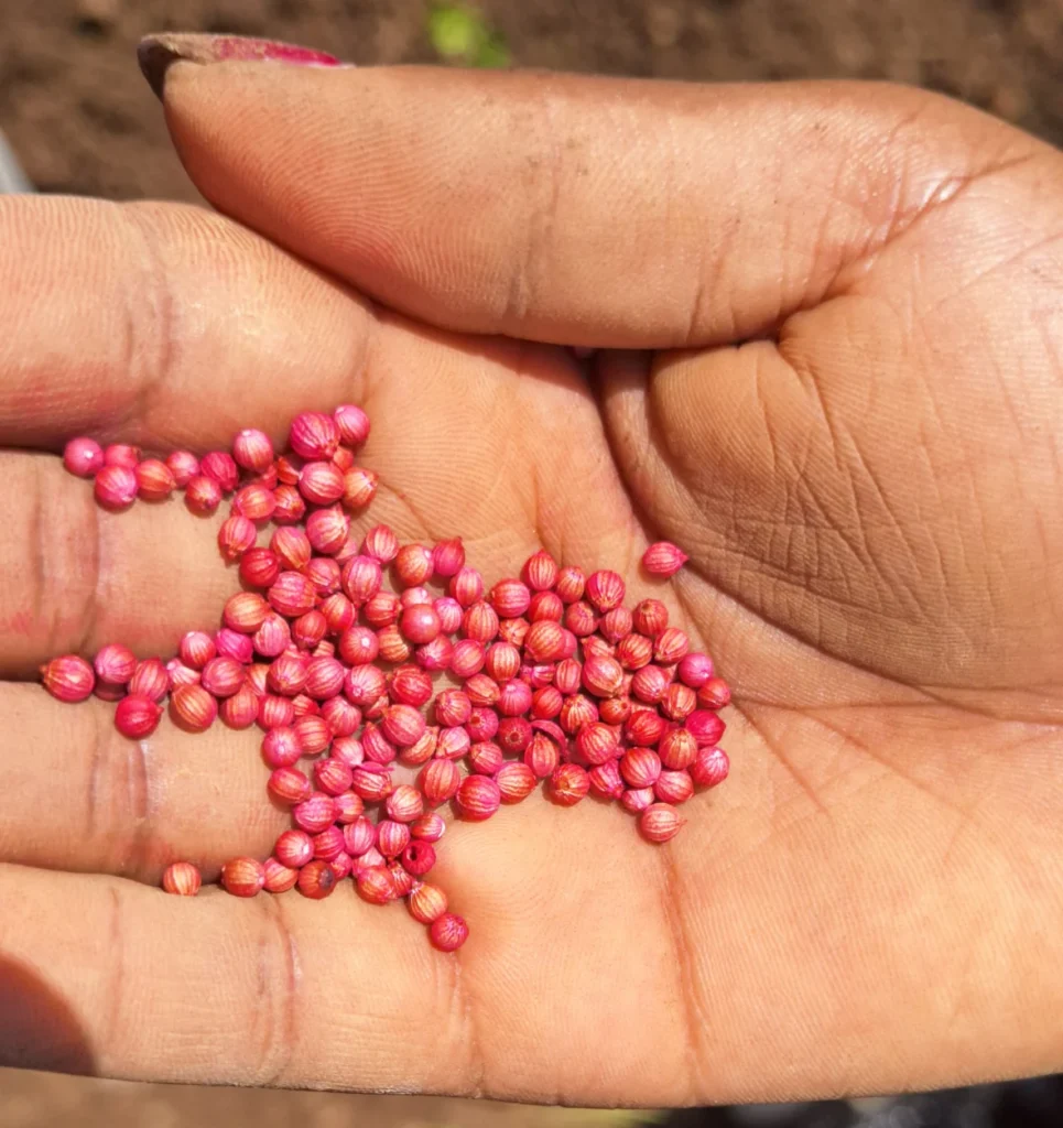 treated-coriander-seeds
