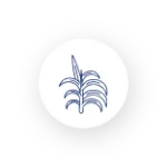 Fodder & Pasture Seeds