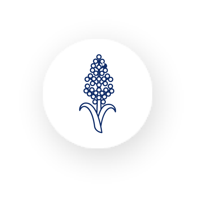 GrainSorghumP copy