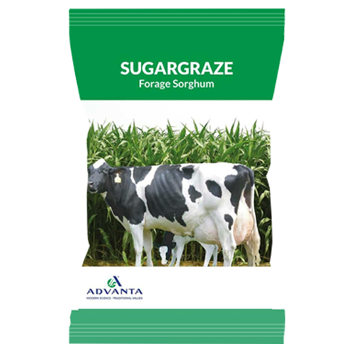 Sugargraze Forage Sorghum (Advanta)
