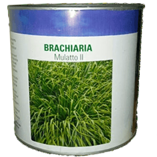 Brachiaria Mulato II