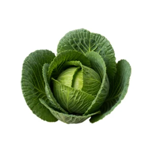 Cabbage