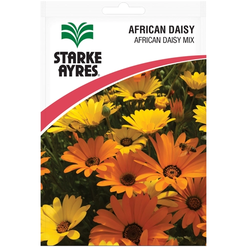African Daisy Mixed Colours