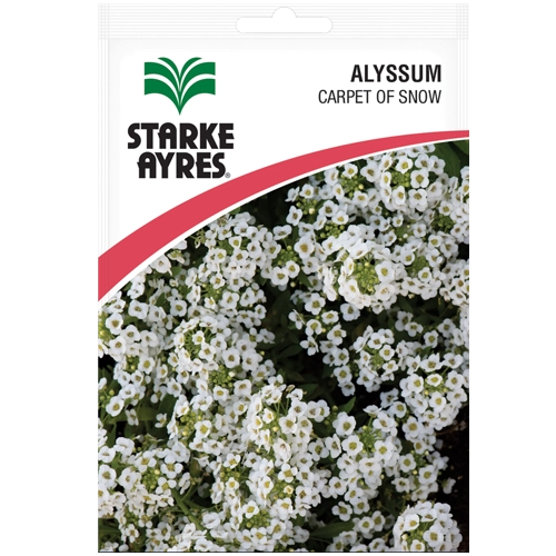 Alyssum Carpet of Snow Seeds