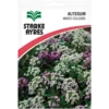Alyssum Mixed Colours Seeds